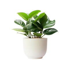 plant in a pot isolated on transparent background Remove png, Clipping Path, pen tool - obrazy, fototapety, plakaty