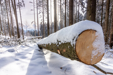 Snow covered felled tree in the forest. due to bark beetle calamity and deforestation.