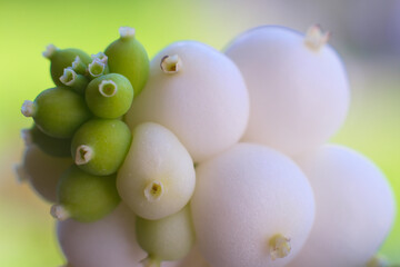White and green berry's from a bush, close up photo made in the Netherlands