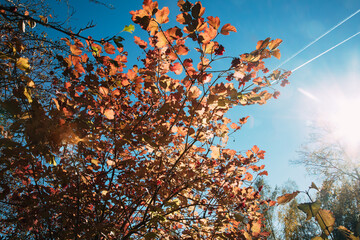 Buntes Herbstlaub wird von Sonnenstrahlen erleuchtet