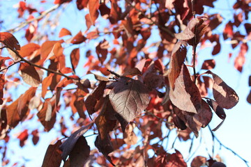 Red leaves of a tree against a blue sky 