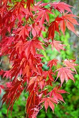 Rotes Herbstlaub