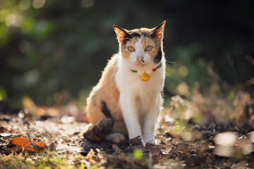 Cute cat sitting on the ground in the garden at sunset.