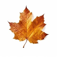 Naklejka na ściany i meble Single Spring autumn maple leaf with white background Created with generative Ai