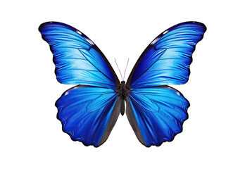 Blue_butterfly_closeup_smile_No_shadows_highest