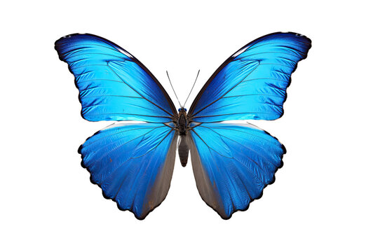 _Blue_butterfly_closeup_smile_No_shadows_highest