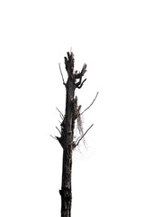 tree isolated