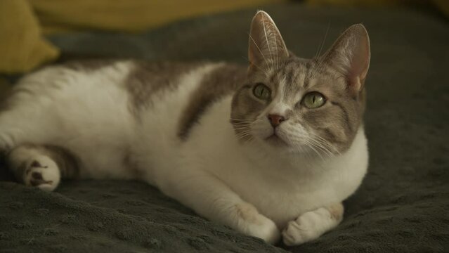 Serene Domestic Cat Lounging at Home