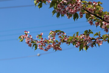 日本の早春の公園に咲く早咲きの桜の花