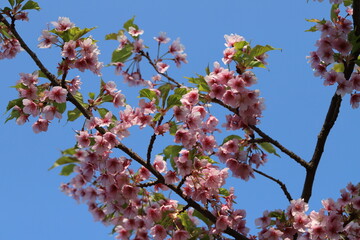 日本の早春の公園に咲く早咲きの桜の花