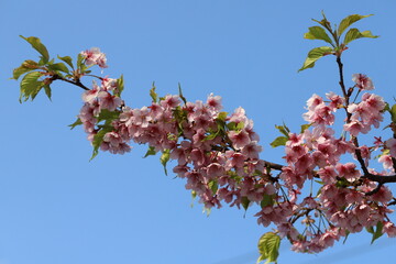 日本の早春の公園に咲く早咲きの桜の花