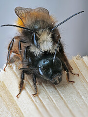 Gehörnte Mauerbiene (Osmia cornuta) bei der Paarung