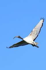 ibis in cielo