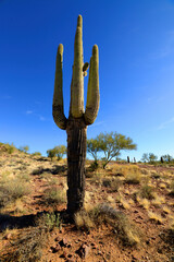Old Saguaro Cactus Sonora desert Arizona