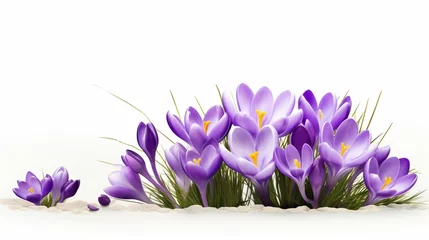 Tuinposter boutique of crocus on the white background. © baloch