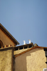 Seagulls on the roof of an old building at the French Riviera