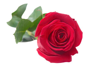 Red rose flower in PNG isolated on transparent background