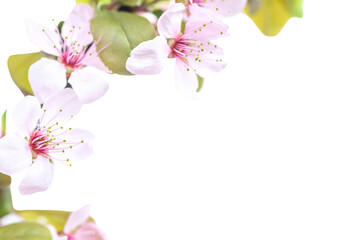 Pink cherry plum flowers with green leaves in PNG isolated on transparent background