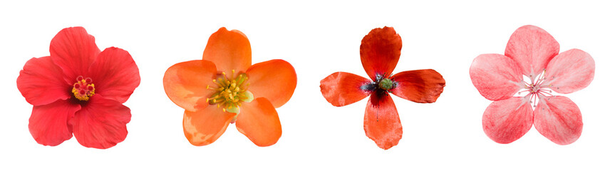 Red flowers poppies set collection in PNG isolated on transparent background - obrazy, fototapety, plakaty