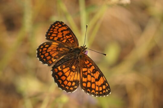 Closeup on a Southern Heath Fritillary butterfly, Melitaea celadussa, with spread wings in a meadow