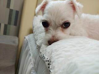 white terrier puppy