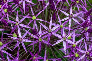 Lauchblüten