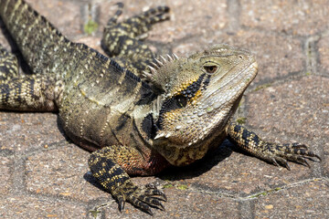 Obraz premium Water Dragon in Brisbane
