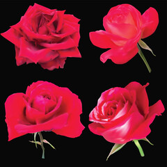 red four rose blooms isolated on black background