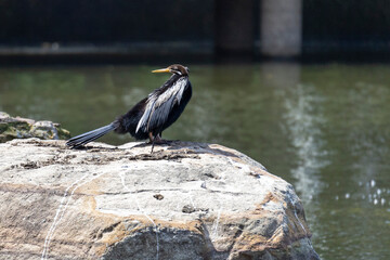 Australasian Darter in Brisbane