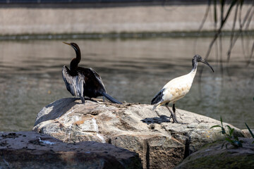 Australasian Darter and Ibis
