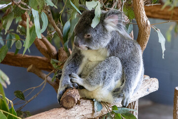 Koala in Brisbane Australia