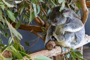Koala in Brisbane Australia