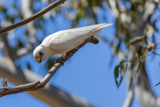 Little Corella in Brisbane