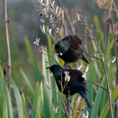 A pair of Tui perced on a branch early in the morning 