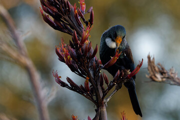 A Tui feeding nectar off a red flower early in the morning 