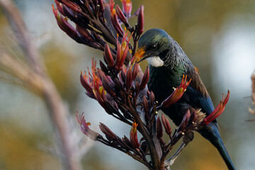 A Tui feeding nectar off a red flower early in the morning 