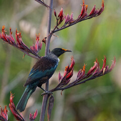 A Tui perced on a branch early in the morning 