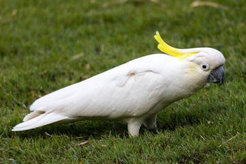 Sulphur Crested Cockatoo