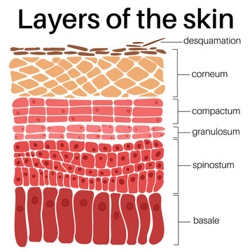 Layers of the skin.
