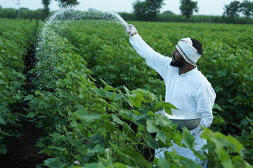 Indian farmer spreading fertilizer in the green cotton field