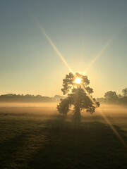 Misty winter sunrise with old trees (4)