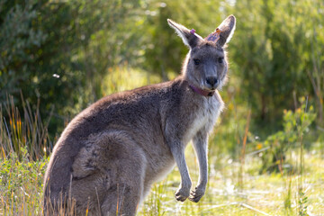 Naklejka na ściany i meble Easter grey kangaroo in Wilsons Promontory