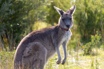 Fotobehang Easter grey kangaroo in Wilsons Promontory © Thomas