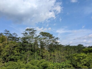 Fototapeta premium trees and sky