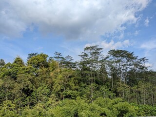 trees and beauty sky