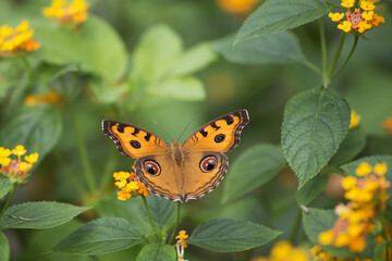 Junonia almana, peacock pansy in tropical forest