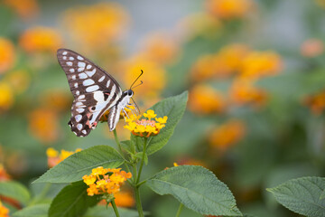 Graphium eurypylus, great jay, pale green triangle in tropical forest
