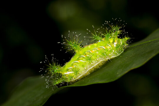 Parasa lepida, nettle caterpillar, blue-striped nettle grub in tropical nature