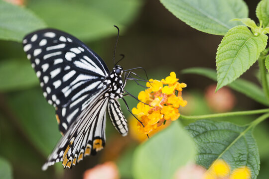 Papilio clytia, common mime in tropical forest