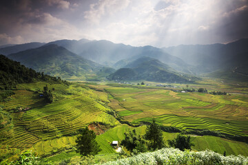 Mu Cang Chai’s sheer rice terraces were sculpted over centuries of small-scale cultivation. Each...